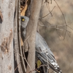 Strepera versicolor (Grey Currawong) at Throsby, ACT - 10 Apr 2023 by Cmperman