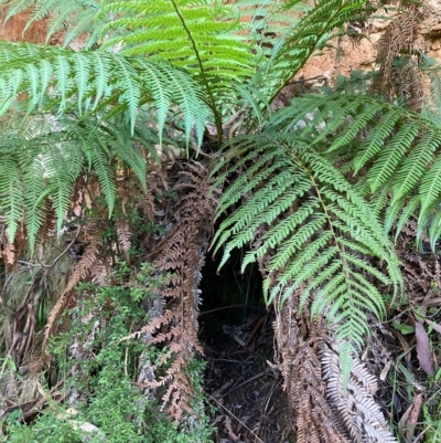 Dicksonia antarctica (Soft Treefern) at Cotter River, ACT - 9 Apr 2023 by NickiTaws