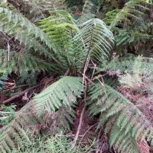 Dicksonia antarctica at Cotter River, ACT - 9 Apr 2023