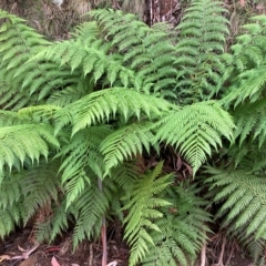 Dicksonia antarctica (Soft Treefern) at Cotter River, ACT - 9 Apr 2023 by NickiTaws