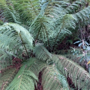 Dicksonia antarctica at Cotter River, ACT - 9 Apr 2023