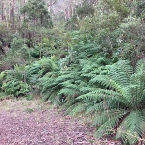 Dicksonia antarctica at Cotter River, ACT - 9 Apr 2023