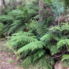 Dicksonia antarctica (Soft Treefern) at Cotter River, ACT - 9 Apr 2023 by NickiTaws