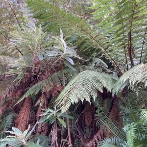 Dicksonia antarctica at Cotter River, ACT - suppressed