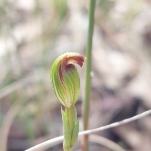 Speculantha rubescens at Acton, ACT - suppressed