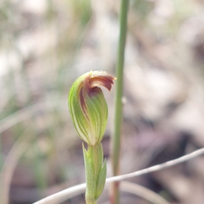 Speculantha rubescens (Blushing Tiny Greenhood) at Black Mountain - 10 Apr 2023 by Venture