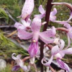 Dipodium roseum (Rosy Hyacinth Orchid) at Namadgi National Park - 11 Feb 2023 by Venture