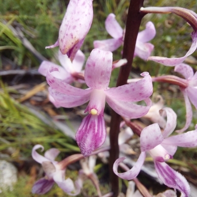 Dipodium roseum (Rosy Hyacinth Orchid) at Tennent, ACT - 11 Feb 2023 by Venture