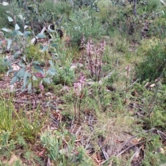 Dipodium roseum at Tennent, ACT - 11 Feb 2023