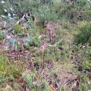 Dipodium roseum at Tennent, ACT - 11 Feb 2023