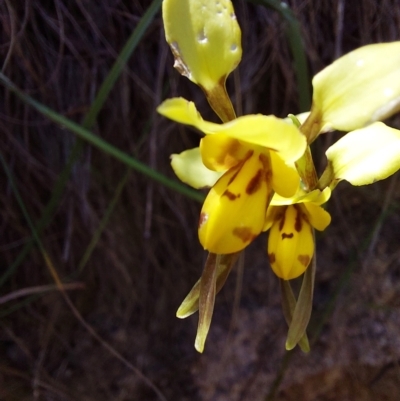 Diuris sulphurea (Tiger Orchid) at Tidbinbilla Nature Reserve - 18 Dec 2022 by Venture