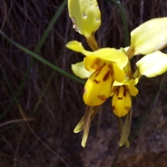 Diuris sulphurea (Tiger Orchid) at Paddys River, ACT - 18 Dec 2022 by Venture