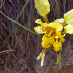 Diuris sulphurea at Paddys River, ACT - suppressed