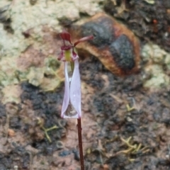 Eriochilus cucullatus (Parson's Bands) at Black Mountain - 25 Mar 2023 by Venture