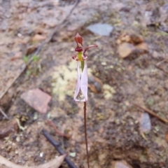 Eriochilus cucullatus at Point 5822 - suppressed