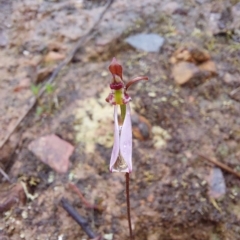 Eriochilus cucullatus at Point 5822 - suppressed