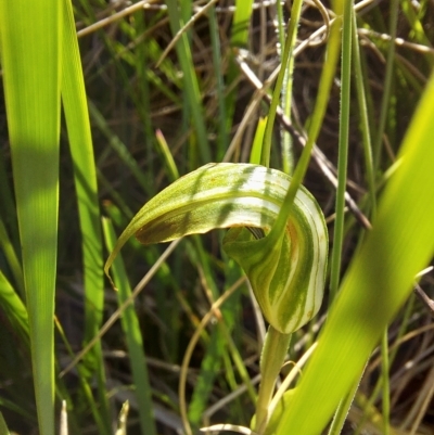 Diplodium sp. (A Greenhood) at Tennent, ACT - 11 Feb 2023 by Venture