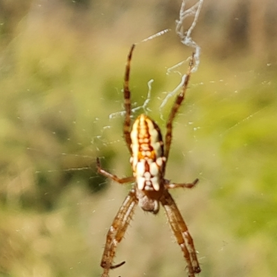 Plebs bradleyi (Enamelled spider) at Mount Mugga Mugga - 10 Apr 2023 by Mike