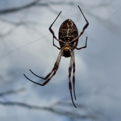 Trichonephila edulis (Golden orb weaver) at O'Malley, ACT - 10 Apr 2023 by Mike