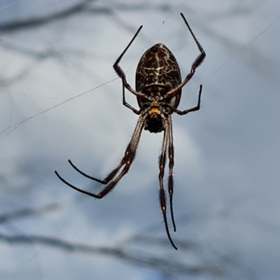 Trichonephila edulis (Golden orb weaver) at O'Malley, ACT - 10 Apr 2023 by Mike
