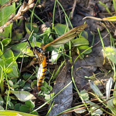 Leptotarsus (Leptotarsus) sp.(genus) (A Crane Fly) at Mount Mugga Mugga - 10 Apr 2023 by Mike