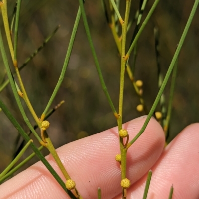 Acacia adunca (Wallangarra Wattle, Cascade Wattle) at Mumbil, NSW - 7 Apr 2023 by Darcy