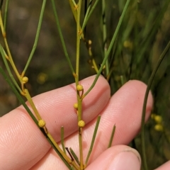 Acacia adunca at Mumbil, NSW - 7 Apr 2023