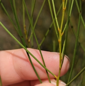 Acacia adunca at Mumbil, NSW - 7 Apr 2023