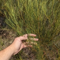 Acacia adunca at Mumbil, NSW - 7 Apr 2023