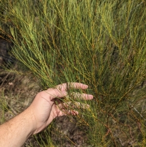 Acacia adunca at Mumbil, NSW - 7 Apr 2023 12:08 PM