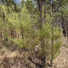 Acacia adunca at Mumbil, NSW - 7 Apr 2023