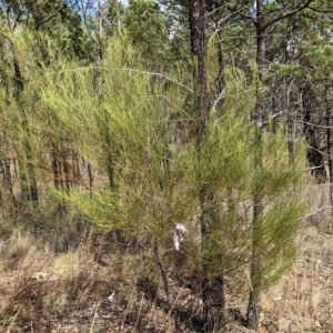 Acacia adunca at Mumbil, NSW - 7 Apr 2023