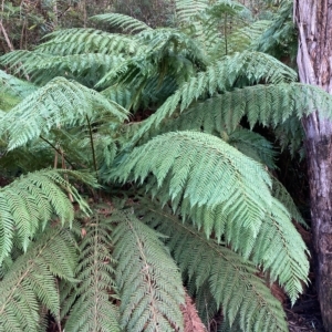 Dicksonia antarctica at Cotter River, ACT - suppressed