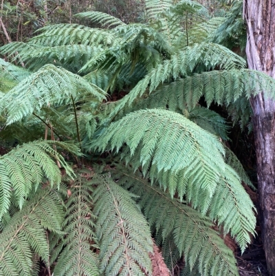 Dicksonia antarctica (Soft Treefern) at Namadgi National Park - 9 Apr 2023 by NickiTaws