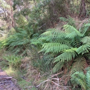 Dicksonia antarctica at Cotter River, ACT - 9 Apr 2023