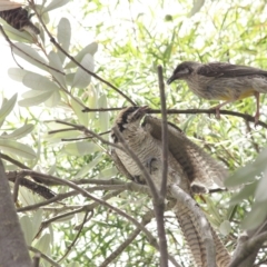 Eudynamys orientalis (Pacific Koel) at Sutton, NSW - 23 Jan 2023 by els.wynen@elspl.com.au