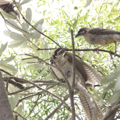 Eudynamys orientalis (Pacific Koel) at Sutton, NSW - 23 Jan 2023 by els.wynen@elspl.com.au