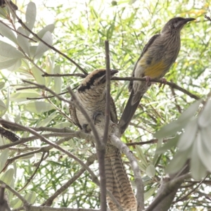 Eudynamys orientalis at Sutton, NSW - 23 Jan 2023