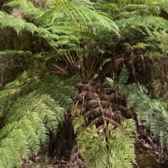 Cyathea australis subsp. australis (Rough Tree Fern) at Namadgi National Park - 9 Apr 2023 by NickiTaws