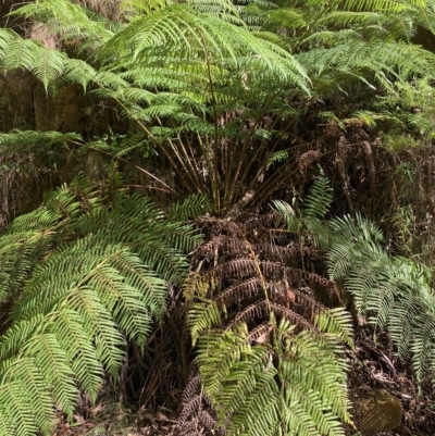 Cyathea australis subsp. australis (Rough Tree Fern) at Cotter River, ACT - 9 Apr 2023 by NickiTaws