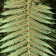 Cyathea australis subsp. australis at Cotter River, ACT - suppressed