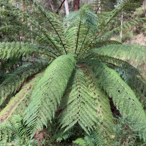 Dicksonia antarctica at Cotter River, ACT - suppressed