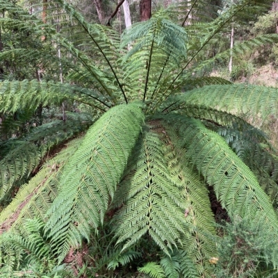 Dicksonia antarctica (Soft Treefern) at Namadgi National Park - 9 Apr 2023 by NickiTaws