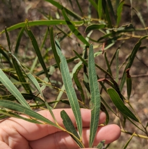 Acacia gladiiformis at suppressed by Darcy