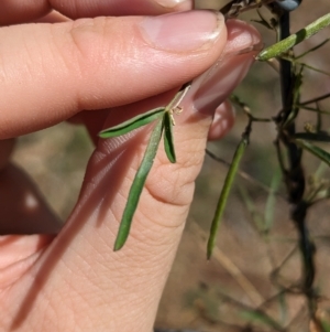 Glycine clandestina at Mumbil, NSW - 7 Apr 2023