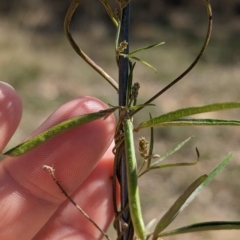 Glycine clandestina at Mumbil, NSW - 7 Apr 2023