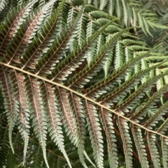 Cyathea australis subsp. australis (Rough Tree Fern) at Namadgi National Park - 9 Apr 2023 by NickiTaws