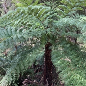 Cyathea australis subsp. australis at Cotter River, ACT - 9 Apr 2023