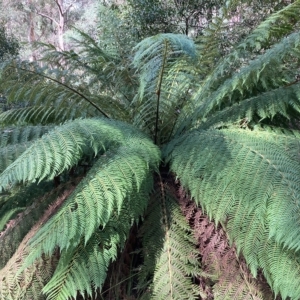 Dicksonia antarctica at Cotter River, ACT - 9 Apr 2023