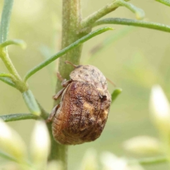 Cadmus (Lachnabothra) subgenus (A case-bearing leaf beetle) at Dryandra St Woodland - 13 Feb 2023 by ConBoekel